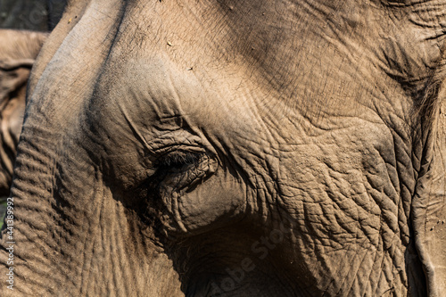 œil éléphant asie 