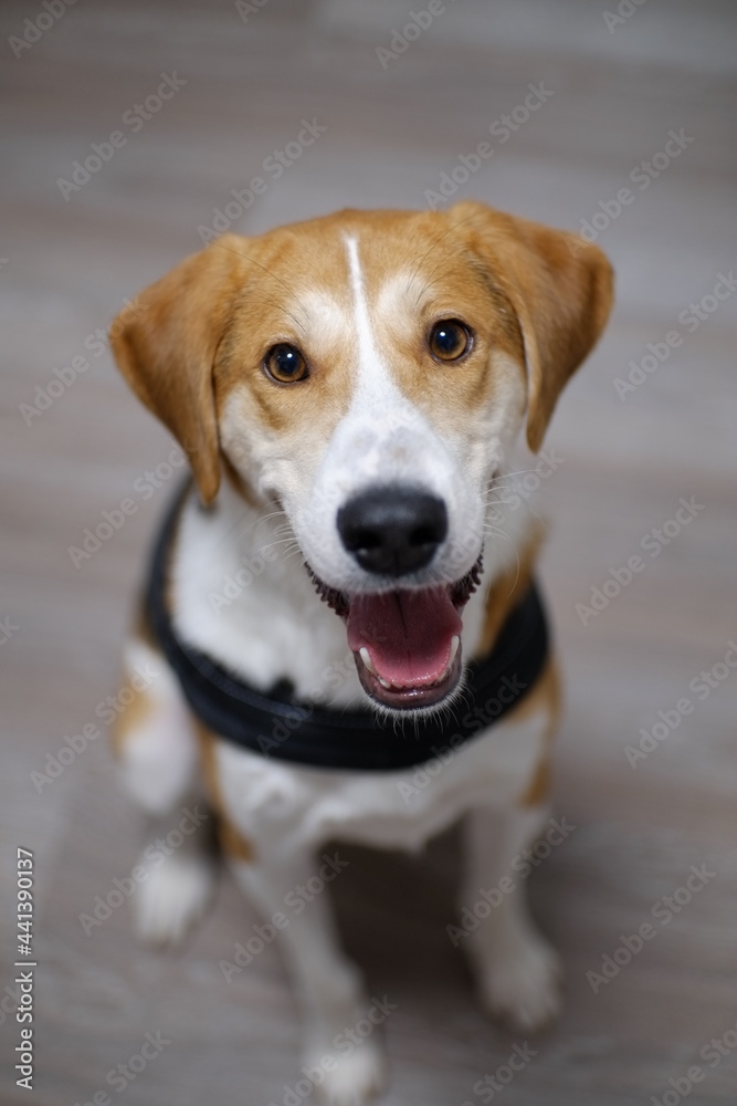 hound dog portrait smile