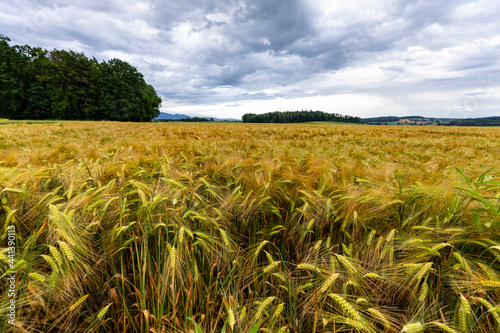 gerstenfeld fast reifes getreide im sommer bei koppigen photo
