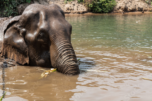 éléphant asie bain 