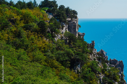 Awesome landscape of trees growing on a mountain by the sea