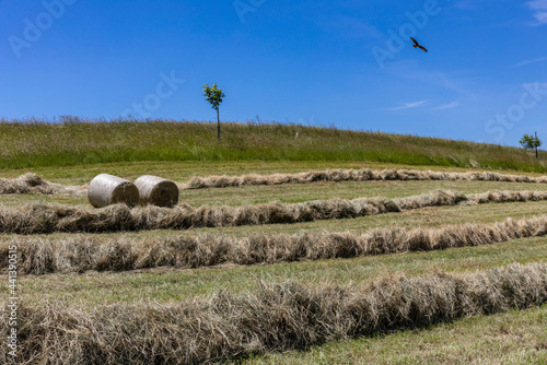 heuen auf bauernhof in lyssach im sommer photo