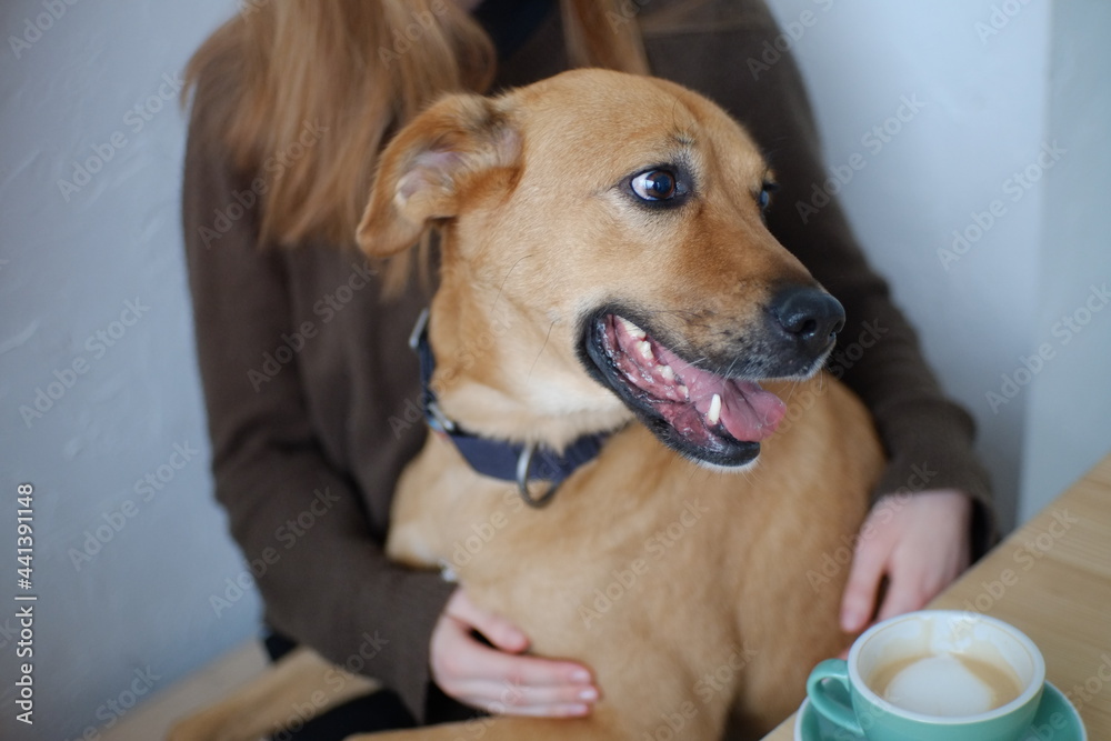 dog on hands dog on hands