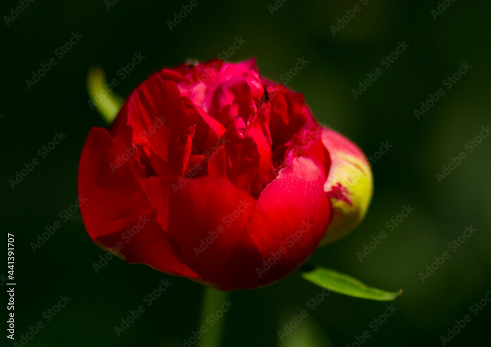 flower, rose, red, nature
