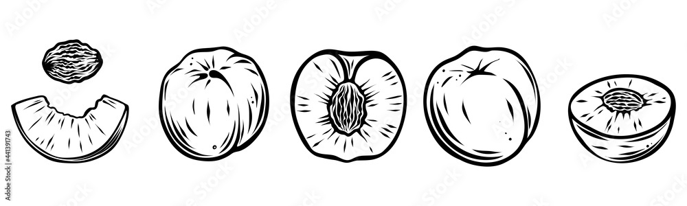 Set of peaches, monochrome, vector Set of peaches, monochrome, vector