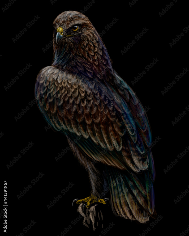 Fototapeta premium A hawk sitting on a branch.. A color, graphic portrait of a flying hawk on a black background. Digital vector graphics.