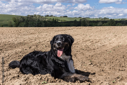 golden retriever 1