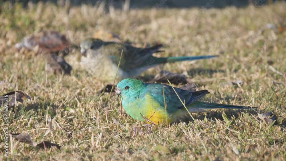 close high frame rate shot of a pair of red-rumped parrots feeding on ...
