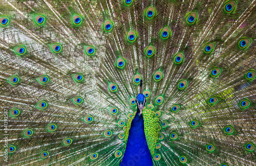Male peacock unfurling its beautiful and attractive feathers. Nature or zoo concept