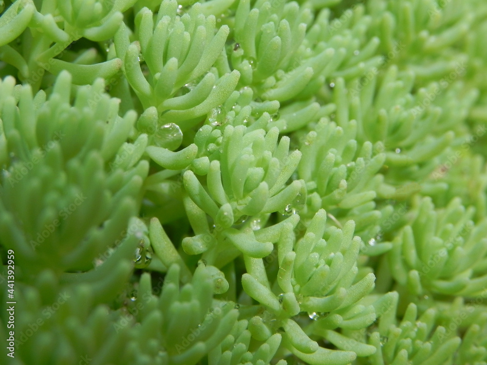 Green succulent plant with dew drops Green succulent plant with dew drops
