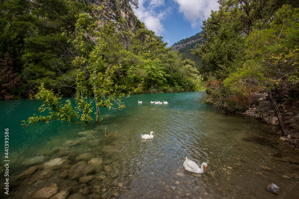 Obraz premium Travel through the Goyniuk Canyon. Beautiful places in Turkey. Mountain river and rocks in Kemer.