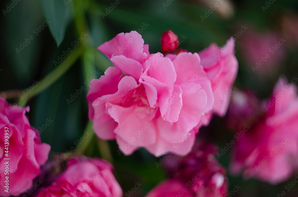 Close up view pink oleander or Nerium flower blossoming on tree. Beautiful floral background