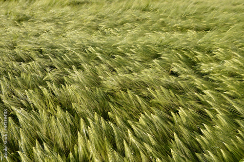 green barley filed in the wind texture