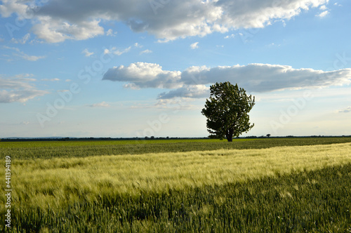 rural landscape in Vojvodina in golden sunlight