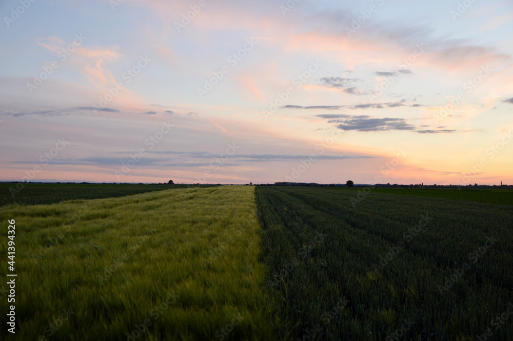 sunset in rural landscape in Vojvodina