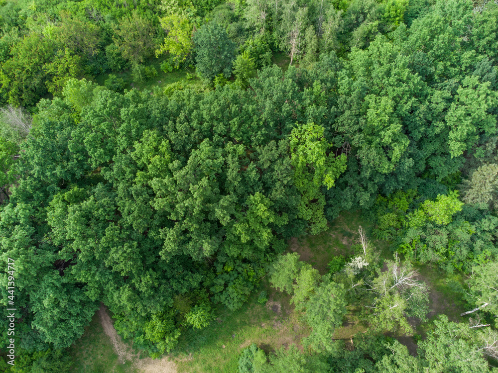 Green vibrant forest tall trees, aerial view from drone. Evergreen pine, oak trees summer nature from sky look down