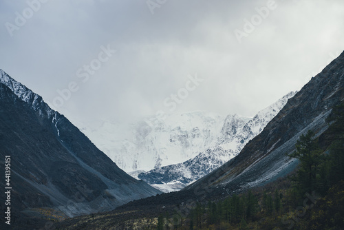 Atmospheric landscape with great snow mountains under cloudy sky. Dramatic scenery with trees on hill among dark rocks with view to high snowy mountain wall with glacier in valley in overcast weather.