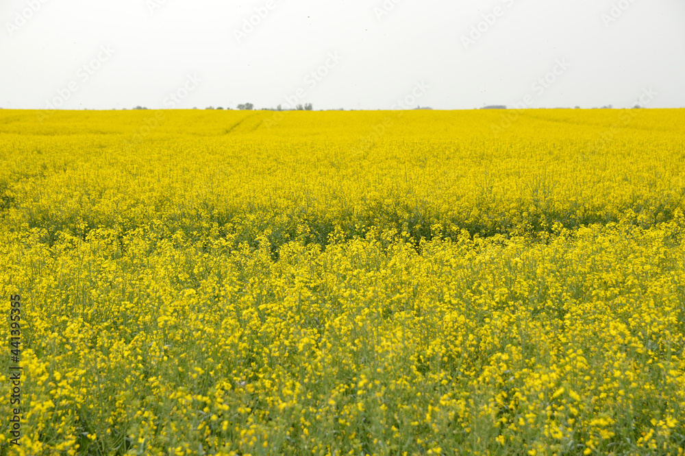 yellow blooming rapeseed field in Vojvodina yellow blooming rapeseed field in Vojvodina