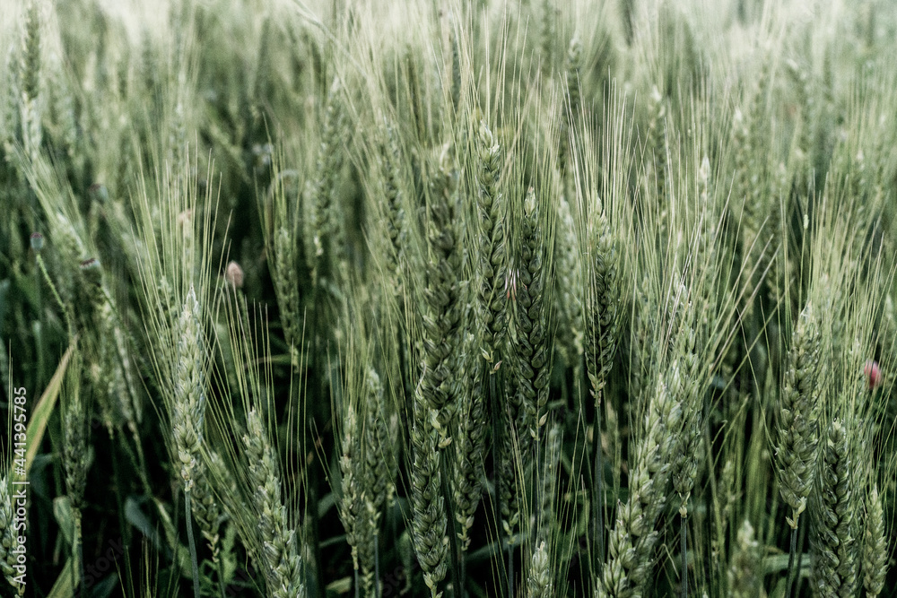 Rye field in Ukraine