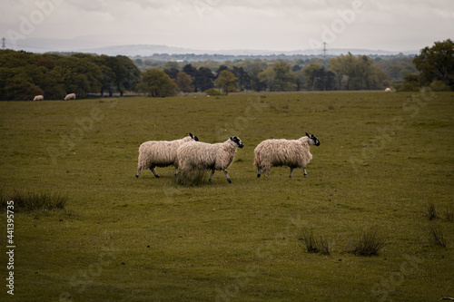 sheep in the field