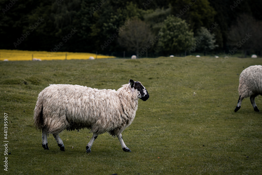 A lone sheep walking through a field in Tatton Park. A lone sheep walking through a field in Tatton Park.
