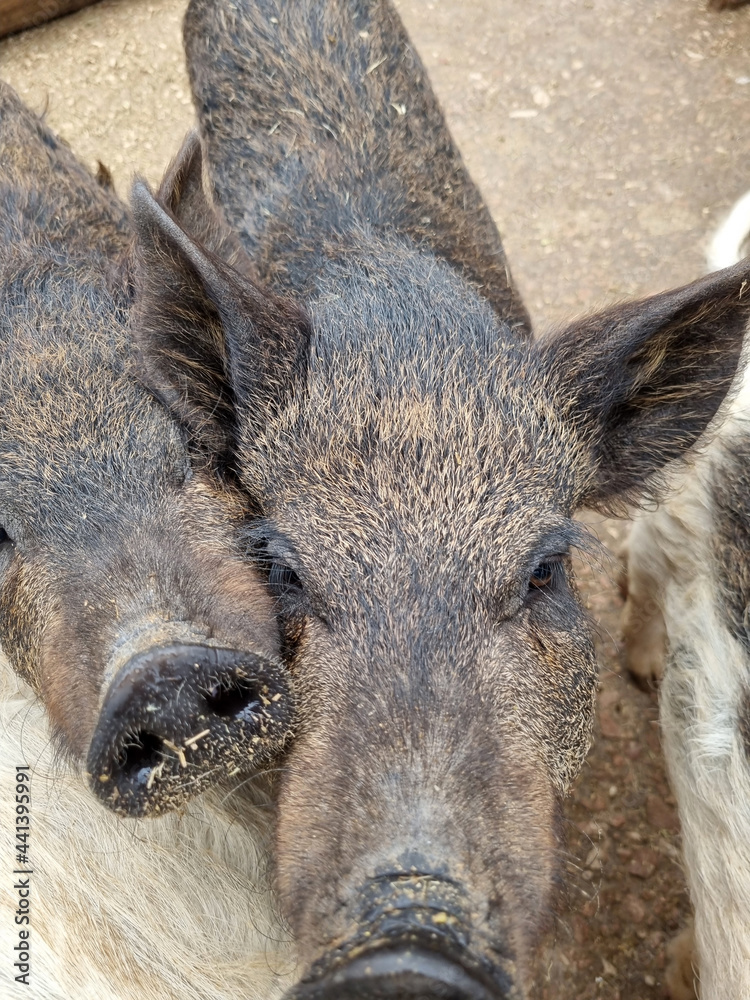 pigs in the summer in a wooden outdoor paddock pigs in the summer in a wooden outdoor paddock
