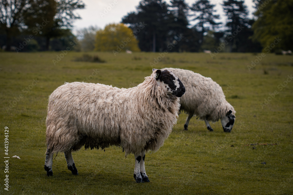 Some sheep standing in a field in Tatton Park. Some sheep standing in a field in Tatton Park.