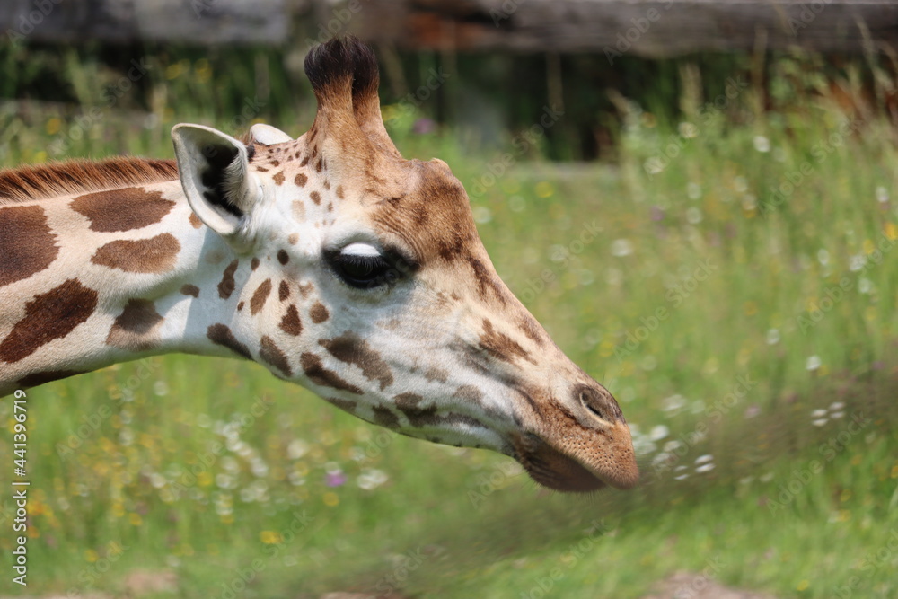 beautiful high giraffe spots wild long neck fast horns beautiful high giraffe spots wild long neck fast horns