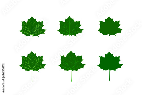 green maple leaves icon different design on white background.maple leaf sign,flat style.concept for sign, symbol, icon ect