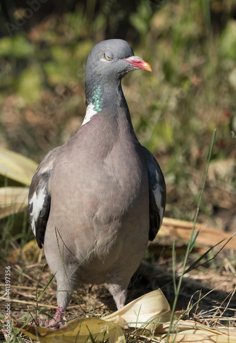 Front view of common wood pigeon on the ground looking like a snob with lifted head and looking down with half closed eye