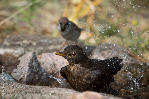 Common eurasian blackbird making its own shower in the birdbath with lots of water spray and a treesparrow watching in the background