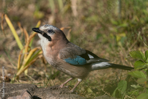 Side view of eurasian beautiful jay bird with vegetation in the background