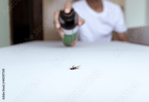 Close up view. People killing bug with spraying of insecticide spray can. The flying ant died on white floor.