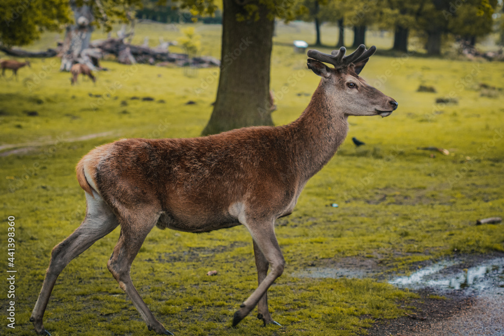 A deer wandering through a field in Tatton Hall. A deer wandering through a field in Tatton Hall.