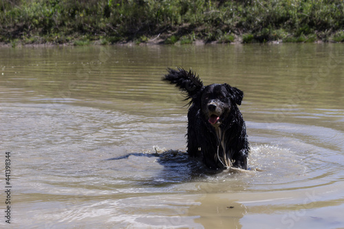 golden retriever lac 1