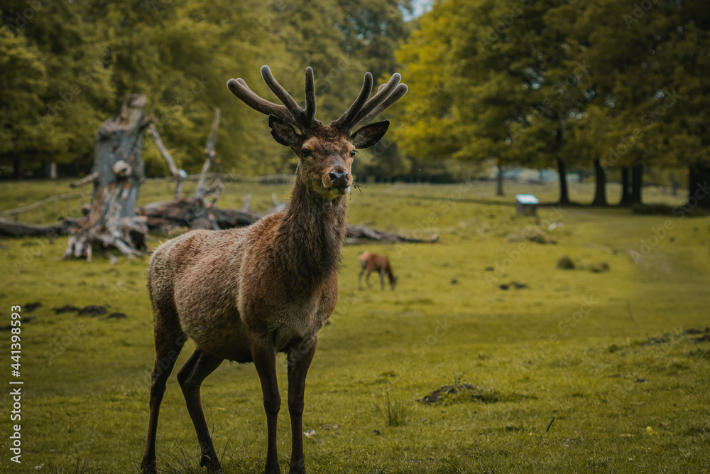 A deer wandering through a field in Tatton Hall. A deer wandering through a field in Tatton Hall.
