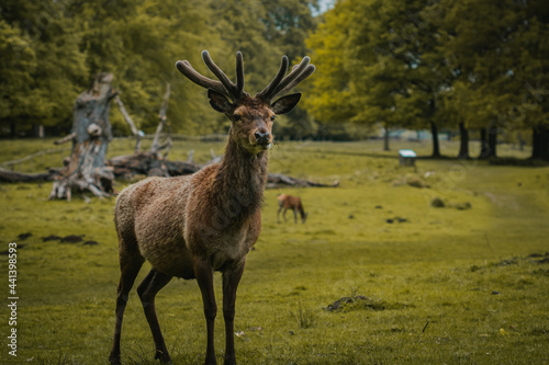 A deer wandering through a field in Tatton Hall.