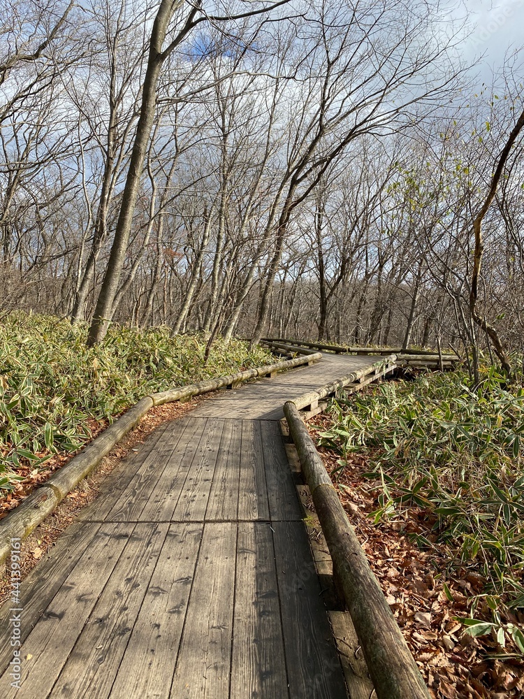 wooden path in the forest wooden path in the forest