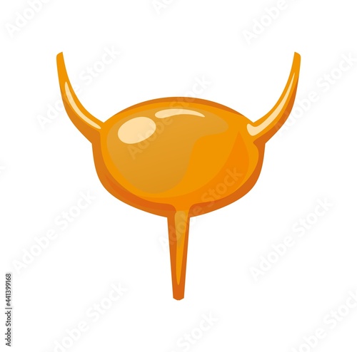 Bladder icon isolated on white background. Colorful Urinary bladder cartoon vector illustration. Human organ anatomy for medical, science or healthcare designs. Flat style.