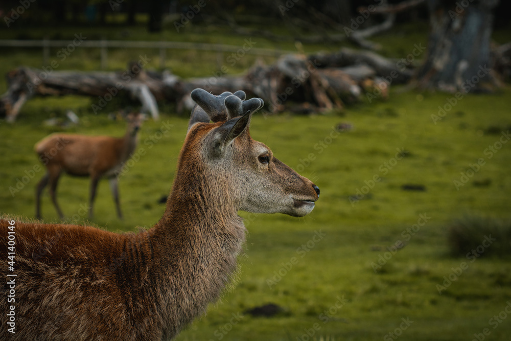 Deer wandering through a field in Tatton Hall.