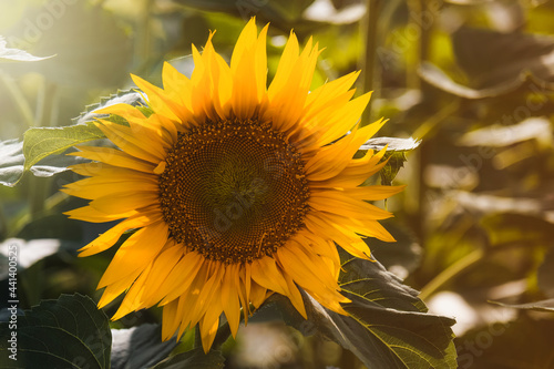 Beautiful sunflower on the summer field.