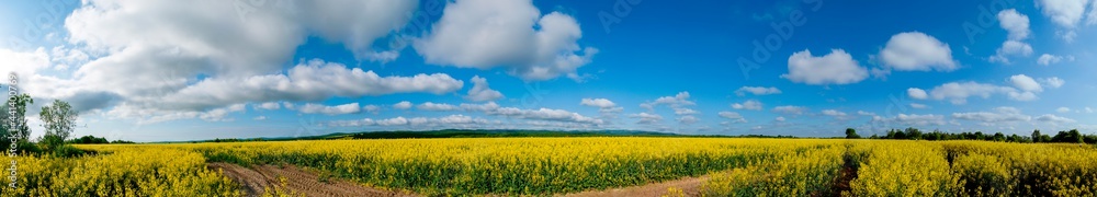 Panorama of yellow rapeseed valley. The mountains and the beautiful spring sky in the background Panorama of yellow rapeseed valley. The mountains and the beautiful spring sky in the background