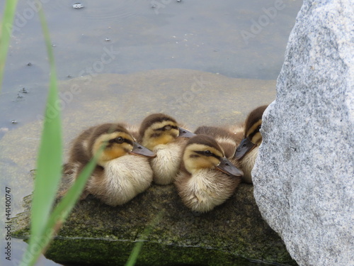 ひな鳥のかくれんぼ