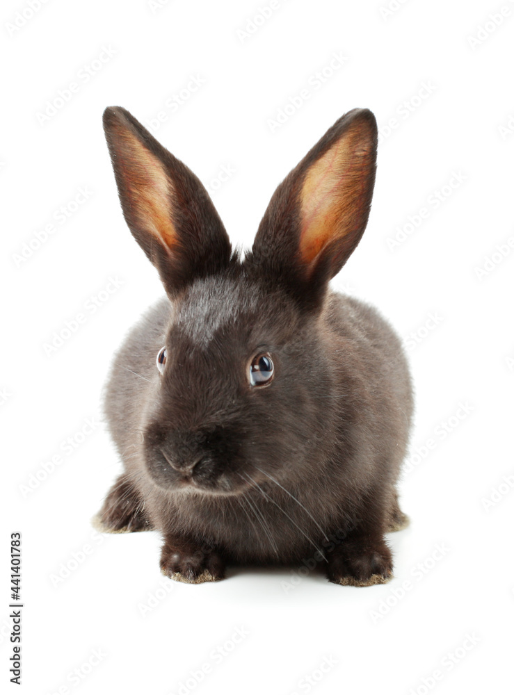 rabbit isolated on white rabbit isolated on white