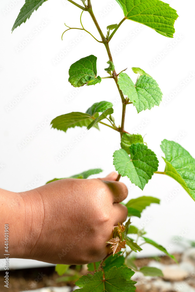 Vine grape shoot isolated on white background. Vine grape shoot isolated on white background.