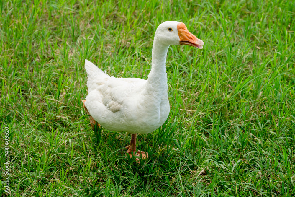 white geese on green lawn, geese walking on lawn. white geese on green lawn, geese walking on lawn.