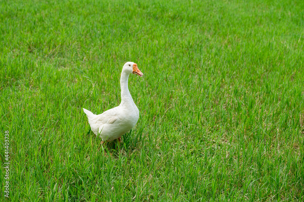 white geese on green lawn, geese walking on lawn. white geese on green lawn, geese walking on lawn.