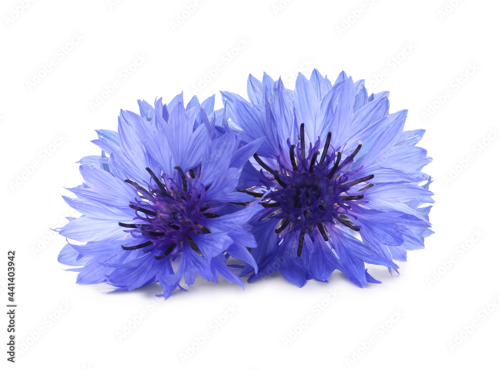 Beautiful tender blue cornflowers isolated on white Beautiful tender blue cornflowers isolated on white