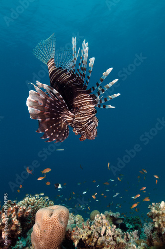 Lionfish in the Red Sea. Coral reef near Makadi Bay, Egypt