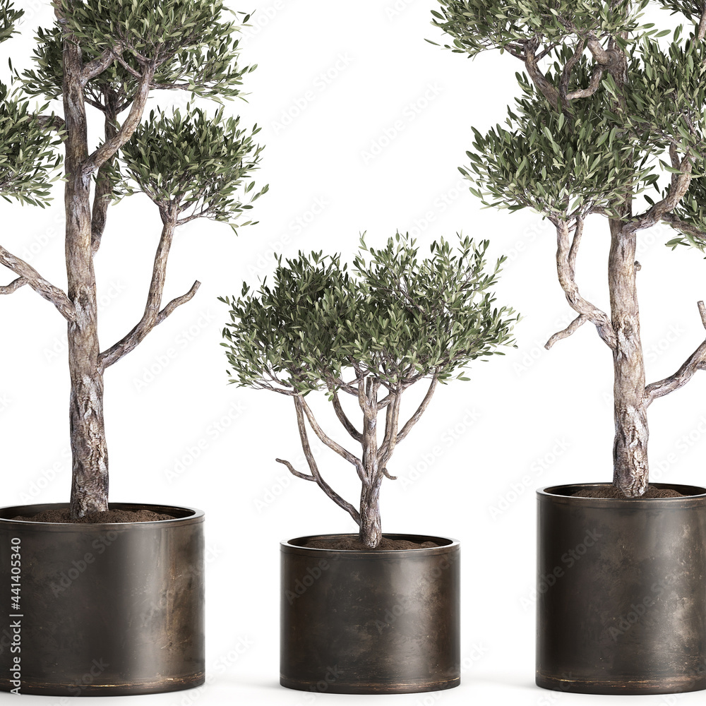 Obraz premium 3D illustration of Olive tree in a rusty flowerpot isolated on white background 